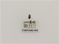 藏品(鞘翅目(2))的圖片